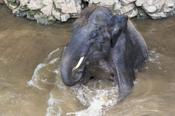 亚洲象在泰国洗澡图片下载