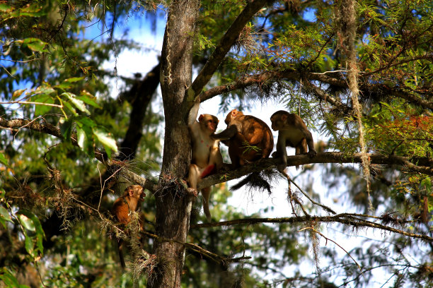 恒河猴图片下载