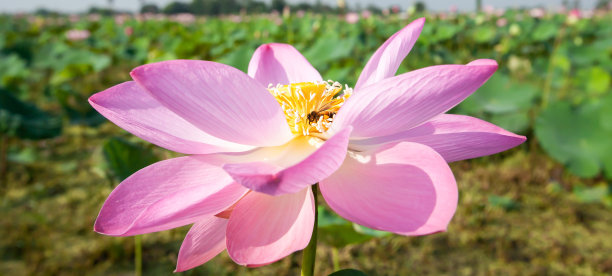在热带沼泽里，一只小蜜蜂在粉红色睡莲上采集花粉。图片下载