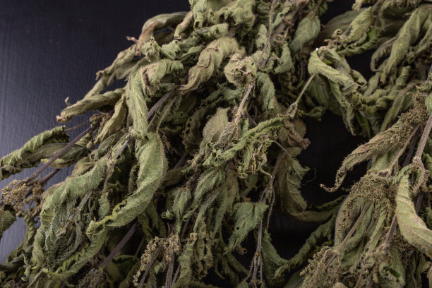 黑色餐桌上的干荨麻。荨麻的干叶子捆成一束。黑暗的背景。图片下载