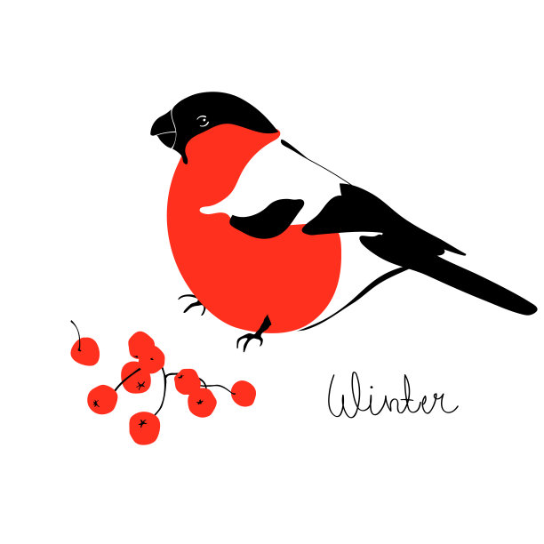 红腹灰雀和罗文。冬天假日季节。图片下载