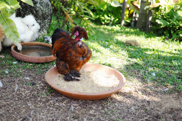 鸡在花园里吃米饭图片下载