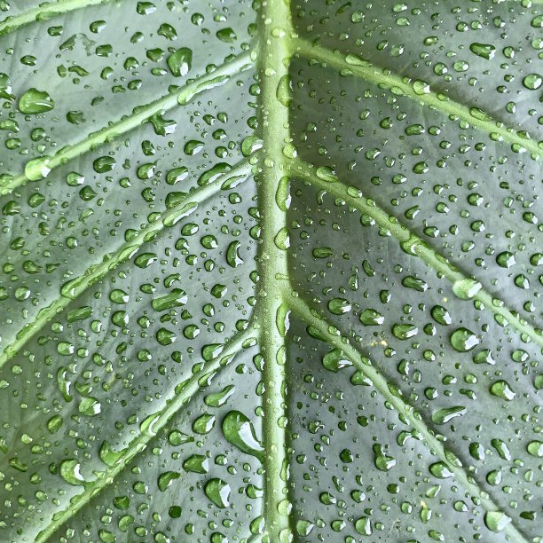 象耳植物叶与雨滴图片下载