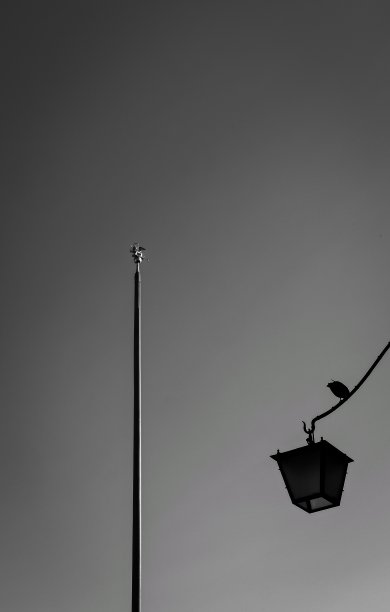 圣马可大教堂前三根红色柱子之一上的灯笼上有鸟图片下载