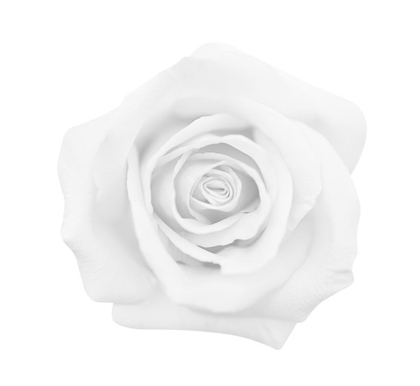 白色灰色玫瑰孤立在白色背景，软焦点和剪切路径图片下载
