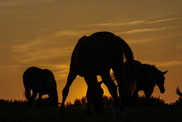乡村日落的景色和放牧的马图片下载