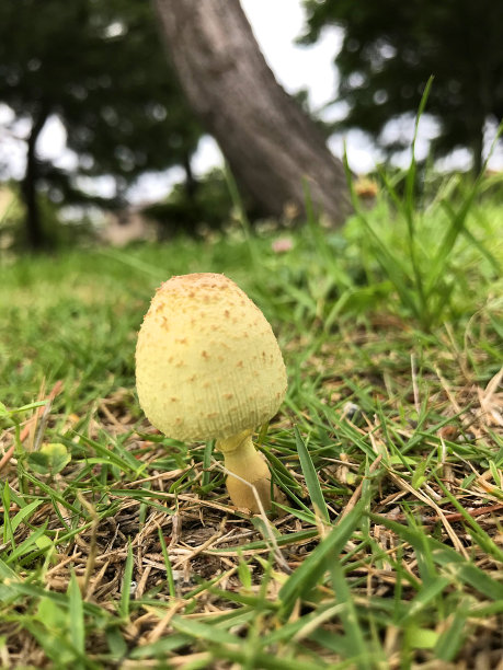 黄色的蘑菇图片下载
