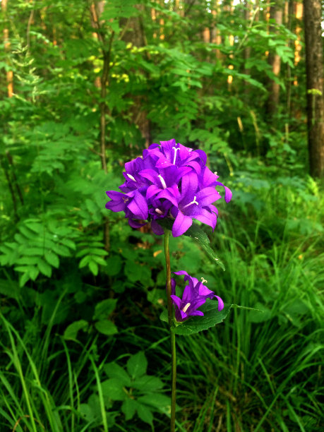 五颜六色的鲜花图片下载