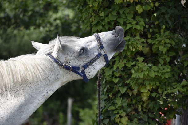 马“costo”图片下载