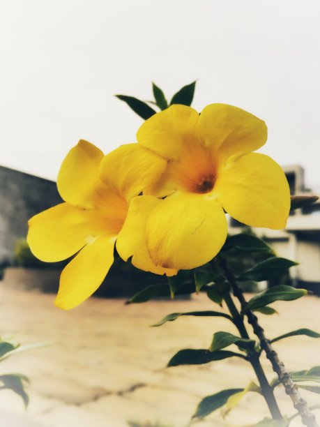 黄色的花图片下载