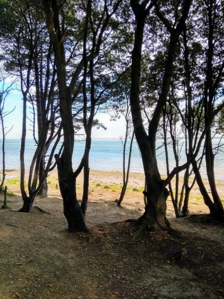 穿过树林通往大海的小路图片下载