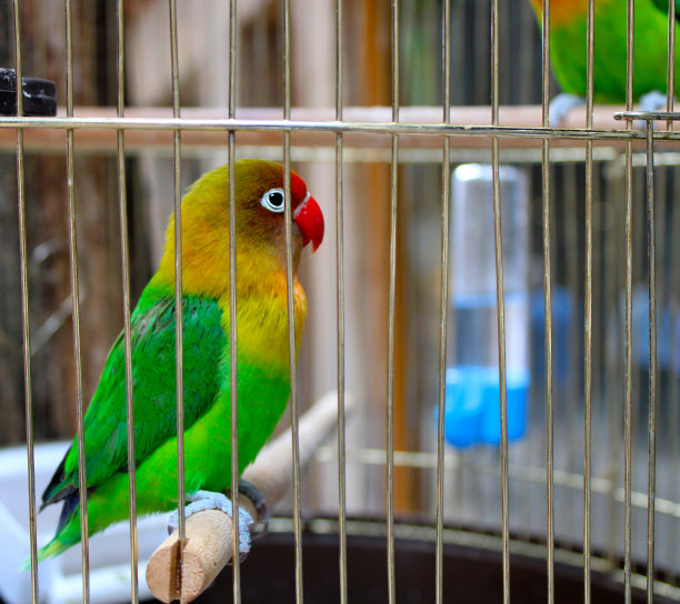 绿色小鹦鹉，agapornis图片下载