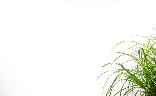 绿色草的长叶片孤立在白色的背景上。图片下载