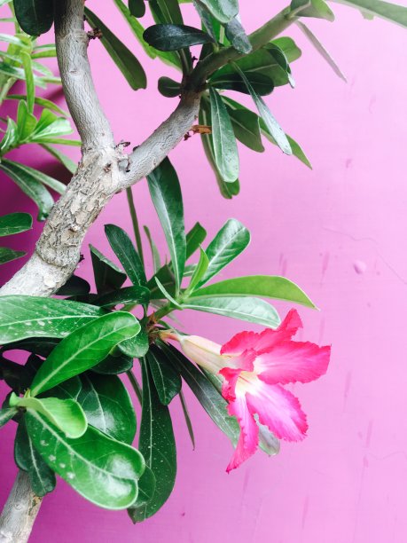 美丽的花图片下载