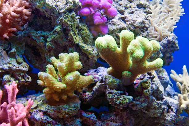 珊瑚在水族馆。近距离观察天然珊瑚。图片下载