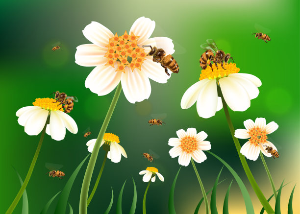 蜜蜂和花。图片下载