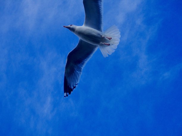 鸥群中的一个图片下载