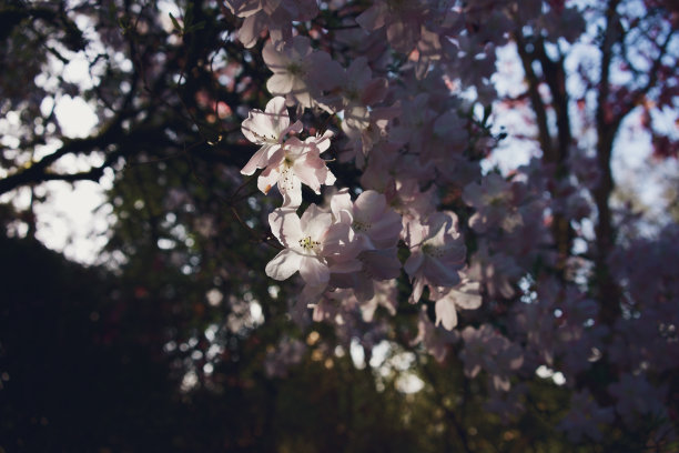 杜鹃花和玉兰开花图片下载