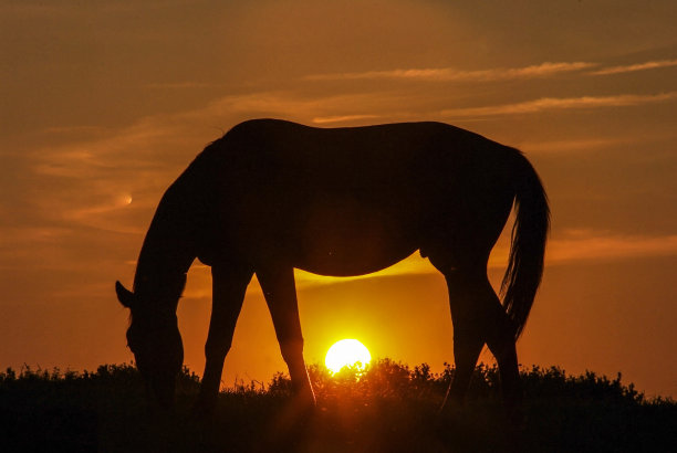 乡村日落的景色和放牧的马图片下载