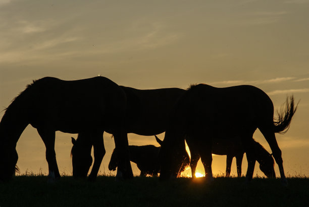 乡村日落的景色和放牧的马图片下载