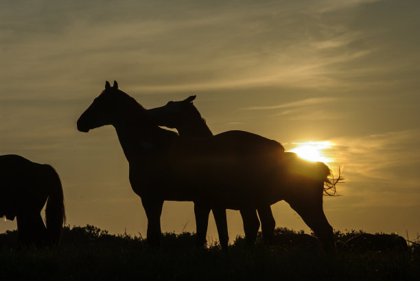 乡村日落的景色和放牧的马图片下载