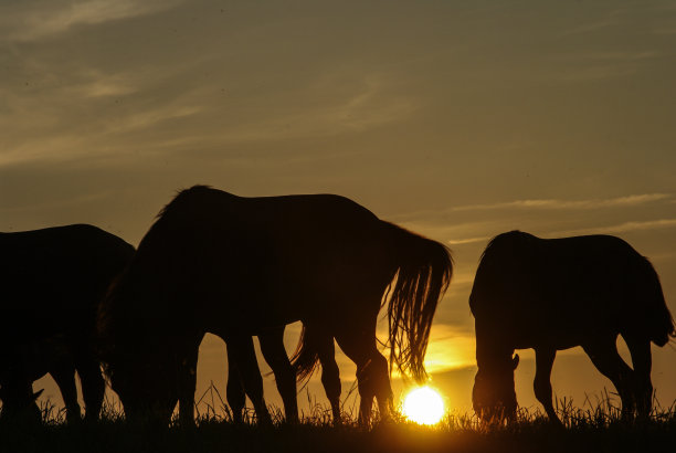 乡村日落的景色和放牧的马图片下载