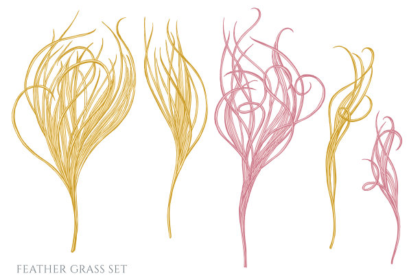 矢量集手绘柔和羽毛草图片下载