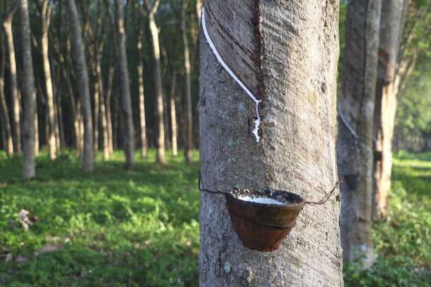 花园里的橡胶树正在制造抽胶来去除乳胶。图片下载