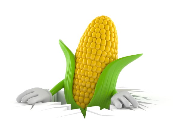 玉米洞内性状图片下载