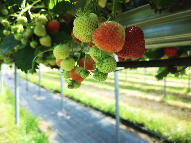 草莓——自己采摘图片下载