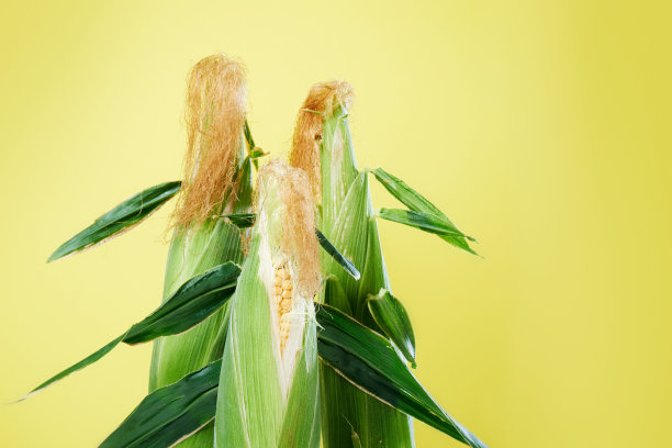 3个新鲜的有机玉米棒子在黄色背景下被分离出来。图片下载