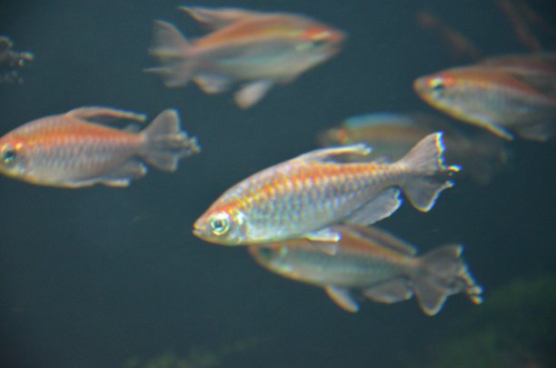 柏林水族馆里的热带鱼图片下载