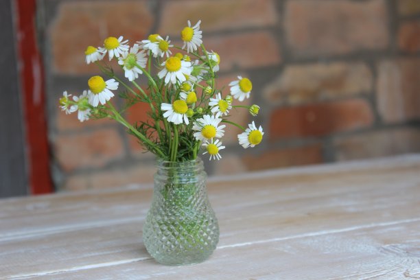 玻璃花瓶里的洋甘菊花图片下载