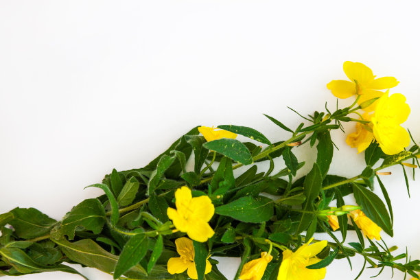黄花孤立在白色背景上。平的。从以上观点。副本的空间。图片下载