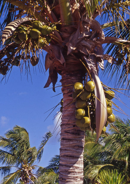 棕榈树图片下载