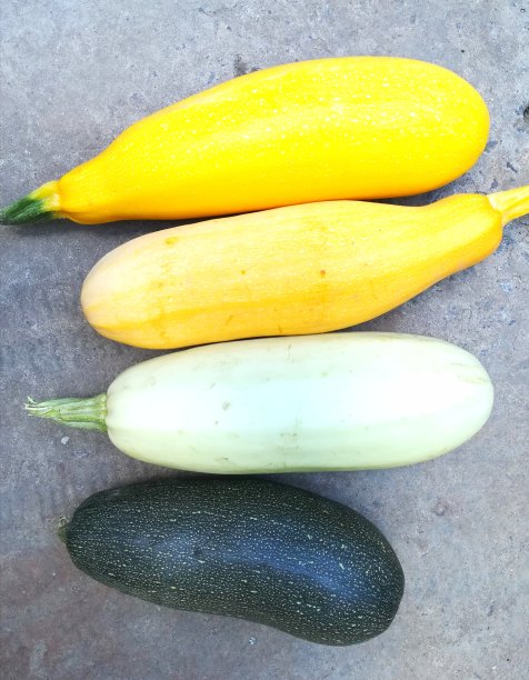 五彩缤纷的西葫芦。绿色和黄色的蔬菜。减肥食品、素食、有机产品。夏秋新作物。图片下载