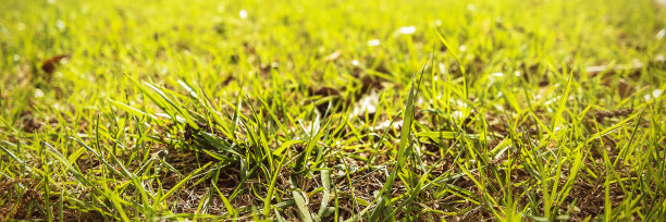 公园里的草。背景中的树木图片下载