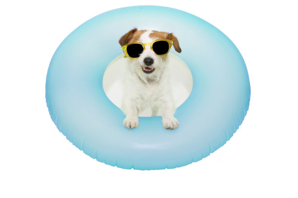 快乐的狗暑假。杰克罗素在充气或蓝色浮动游泳池里戴着黄色太阳镜。孤立的白色背景。图片下载