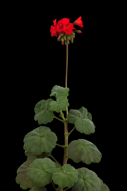 天竺葵开红色花图片下载