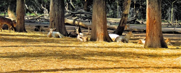 公园里的鹿。图片下载