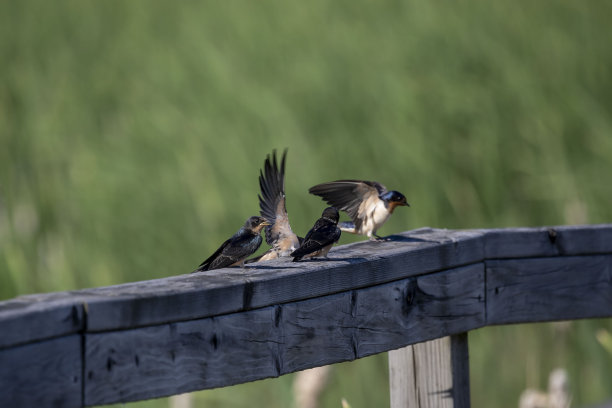 谷仓燕子（希伦多生锈）图片下载