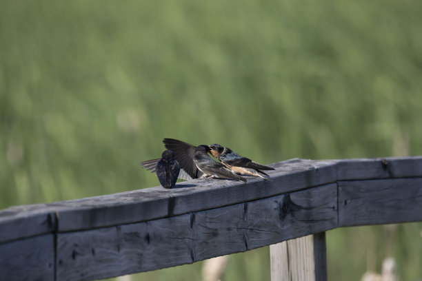 谷仓燕子（希伦多生锈）图片下载