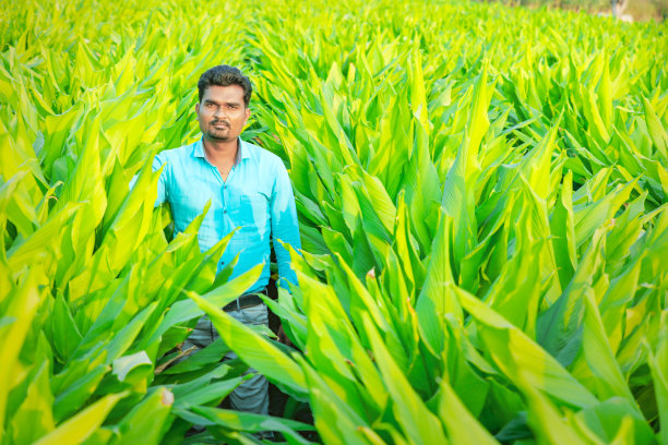 年轻的印度农学家图片下载