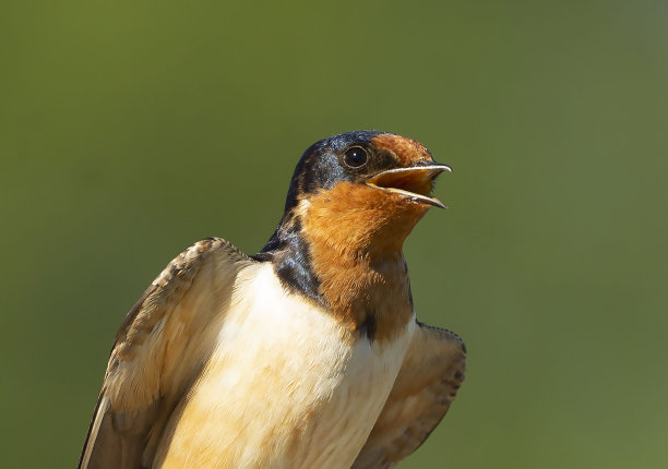 谷仓燕子（希伦多生锈）素材图片