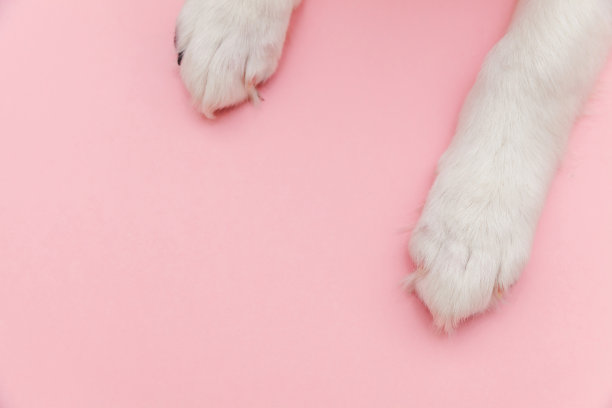 小狗狗白色爪子孤立在粉色柔和时尚的背景图片下载