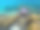 珊瑚中的蝴蝶鱼。热带海岸水下照片。海洋自然。温暖的海岸。海底的珊瑚礁图片下载