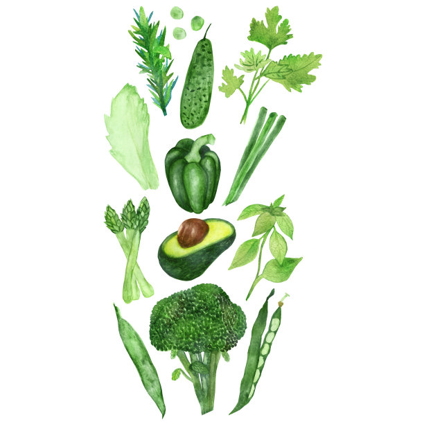 水彩绿色蔬菜孤立在白色的背景。图片下载