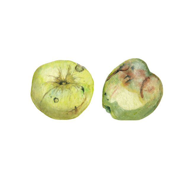 绿色现实的苹果。图片下载