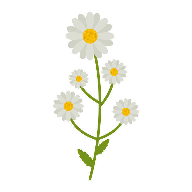 洋甘菊花平面图标，野花，植物矢量插图孤立在白色背景上图片下载
