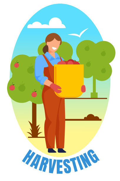 农妇在花园里拿着一个篮子，里面装着成熟的苹果图片下载